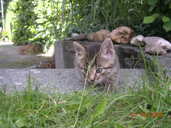Felix_20050801