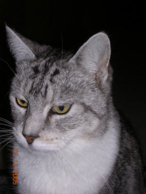 Kasimir_2005120502